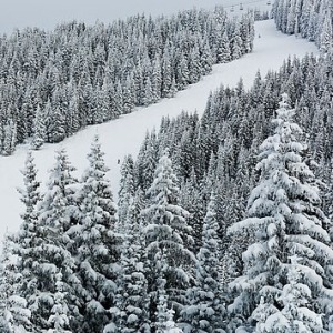 Vail Snow Trees 8